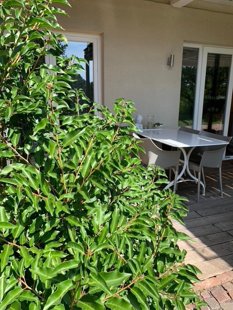 Gleisberg3 - Suedliche Weinstrasse Appartement Billigheim-Ingenheim Buitenkant foto